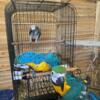 African Grey and Gold macaw