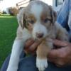 REDUCED female blue eyes mini Australian Shepherd rat terrier cross