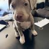 Blue Fawn Pitbull Puppies