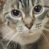 Torbie point  female kitty