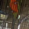 Beautiful red factor sun conure