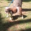 Free Adult Olde English Bulldogge