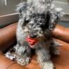 Male Bichon-Poodle for adoption- 4 months old $1500