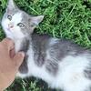 Male kitten