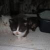 Persian kittens 6 week old - Pre-Sale.  available after 10 weeks.