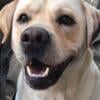 Red English Lab puppies