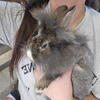Lionheads