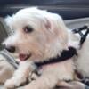 Female Maltese looking for a new home