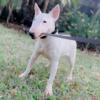 female bull terrier young adult