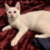 Male Flame point Siamese kitten for sale