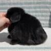 Pedigreed Holland Lop Doe