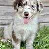 Miniature Australian Shepherd Pups