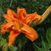 JUNE 2024 FOR TRADE  double daylilies  Plant Garden  Perennial Lanham MARYLAND