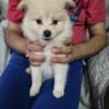 8 weeks pomeranian puppies 