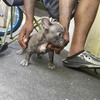 EXOTIC Blue American BULLY "MALE"