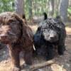 Goldendoodle Puppies! Brown! Black! & Crme!