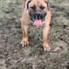Boerboel male looking for a new home