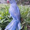 Violet / blue / grey indian ringneck