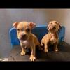 Micro Bully Boys