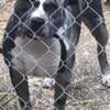 Tri color Merle American bullys