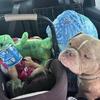 Exotic micro bully available to be studded out