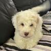 Mini Multigenerational Labradoodle pups 8 weeks