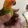 9 weeks old baby Sun Conure