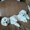 Bichon Frise in needs of everlasting loving home 2242809013