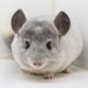 4 Month Old White Ebony Male Chinchilla Kit (baby) #2  RPA carrier