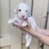 Sheepadoodle puppies for sale in South Florida