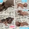 Beautiful Sphynx  kittens for sale in central Fl!