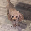 🐩 CKC Toy Poodle Puppies – Ready Now – $1,500 🐩