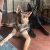 Reduced price; 2yr old German Shepherd Female needs rehoming