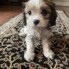 Cavatese Puppies (Cavalier King Charles & Maltese)
