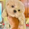 Teddy Bears"R"Us Kennel👑🐻🧸🍯🐾.  804-845-7531    Snow White👑🐻🧸.