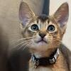 Abyssinian boys