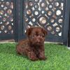 Brick Stunning Red Yorki-poo Puppy