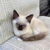 Ragdoll boy