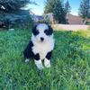 Australian Shepherd Puppies