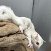 Baby Sugar Gliders available