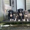 Bluenose pitbull puppies