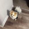 Pomeranian male puppy for sale. AKC registered