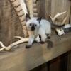 Siamese kittens seal point/blue