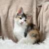 Laycee - Silver Torbie & White Maine Coon Female