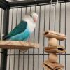 Bonded pair fishers love birds GREENVILLE MICHIGAN