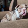 Lilac Merle AKC English Bulldog Puppy near Louisville KY