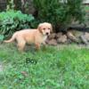 Golden Retriever puppies