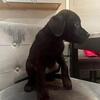 Lab