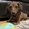 Longhaired Miniature Dachshund Puppies in Massachusetts