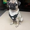 Female Pug